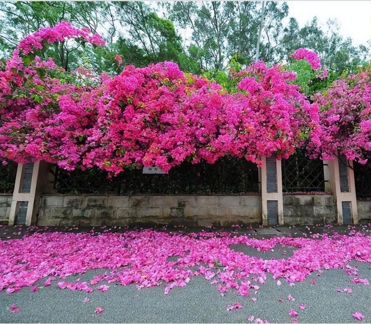 爬藤类花卉——巴西三角梅