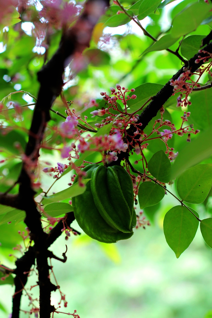 水果中的小星星:阳桃