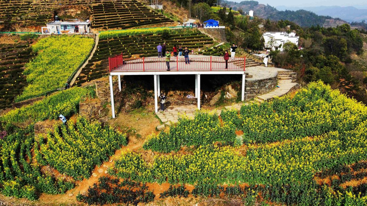 黄山歙县石潭村,高山油菜花海似梦似幻,恍若上帝打翻的调色盘