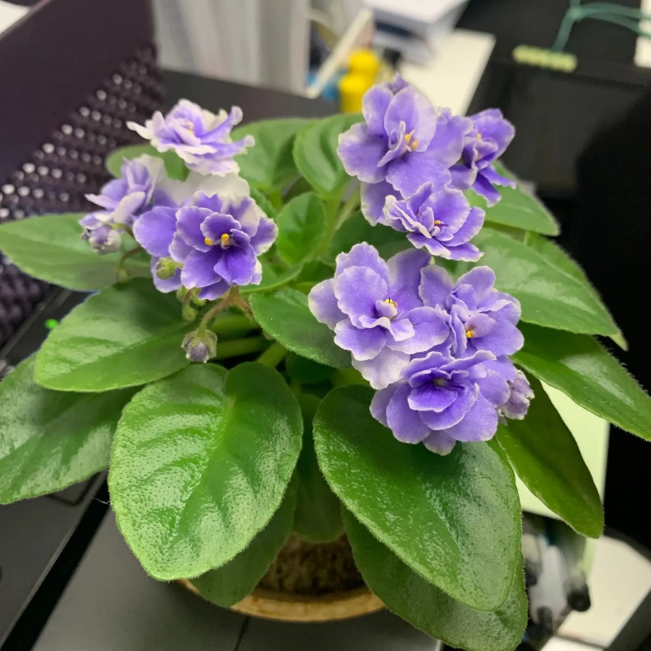 高颜值室内开花植物:非洲堇