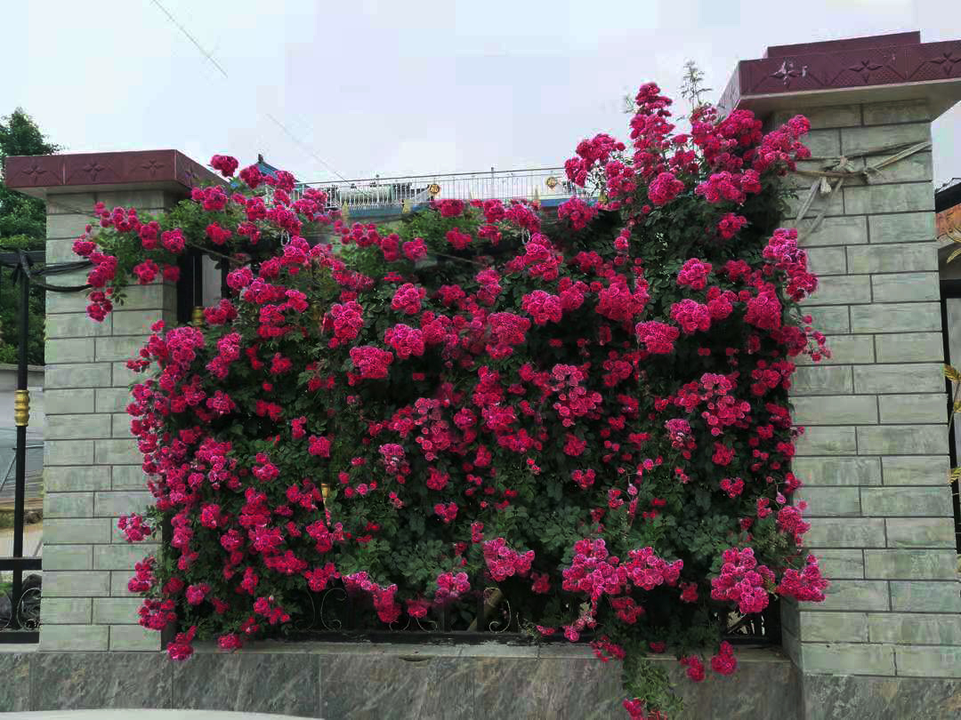 小院养花,种棵四季红木香,耐热耐寒,2年开成大花墙