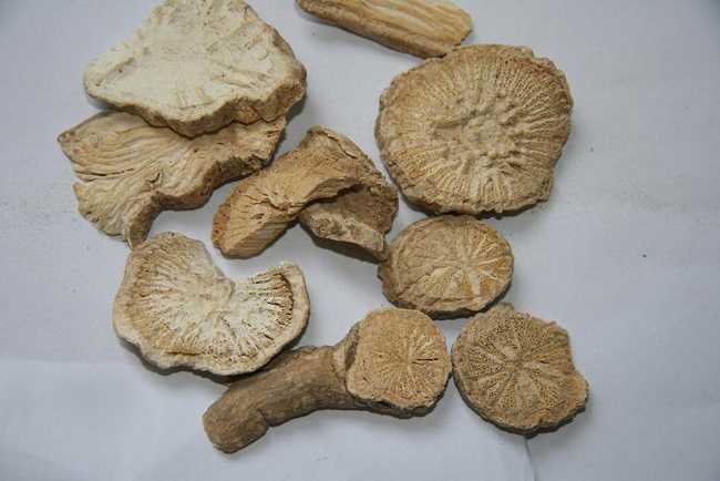 葶苈大枣泻肺汤治疗肺癌胸腔积液,泻肺法痰,利水平喘