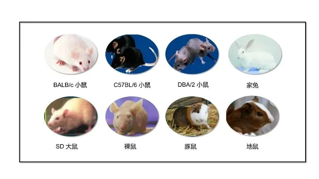 小分子妙用——動物模型之實驗動物如何選