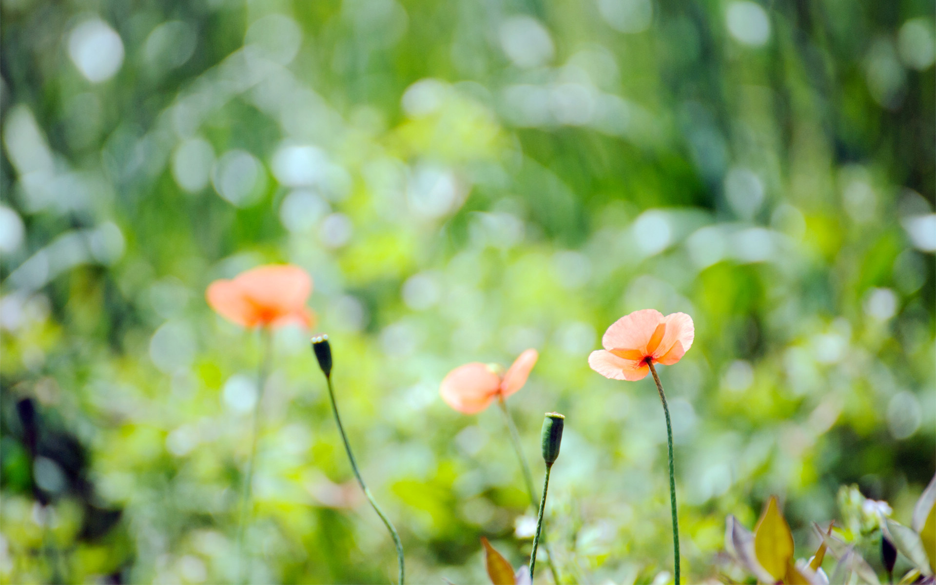 搜狗壁纸为什么用不了,为什么搜狗壁纸打开不显示图片 搜狗壁纸为什么用不了,为什么搜狗壁纸打开不显示图片