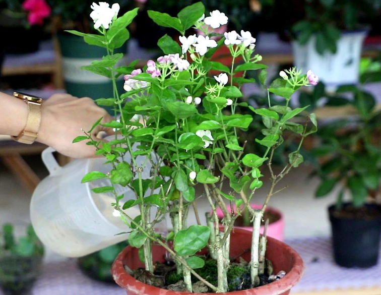 茉莉花盆栽的养殖方法和注意事项,让你的花园香气四溢!