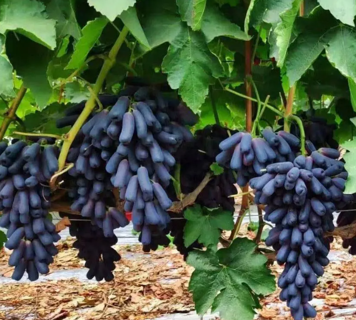 在家可以种的一款蓝宝石葡萄果树不仅耐旱耐寒还能净化空气