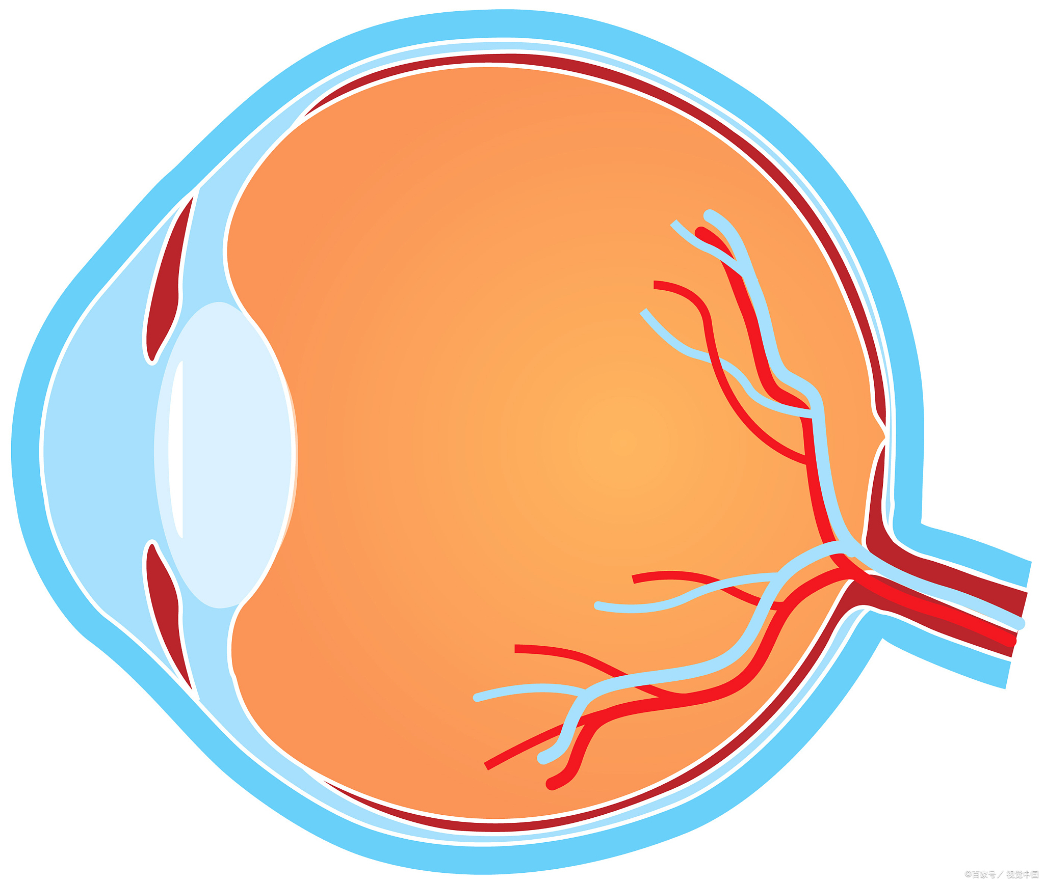 眼底视网膜手绘图图片
