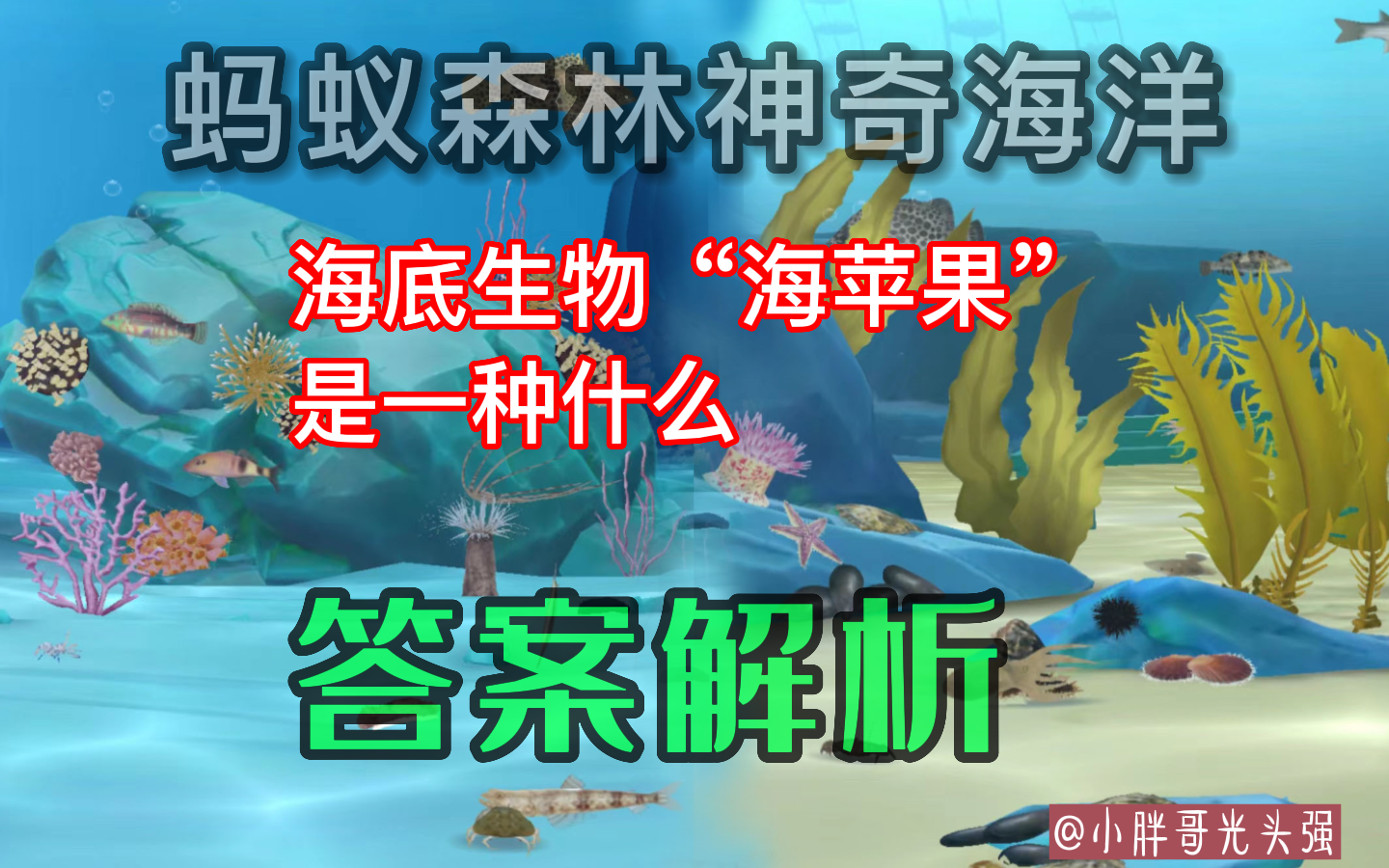 海底生物"海苹果"是一种什么?蚂蚁森林神奇海洋