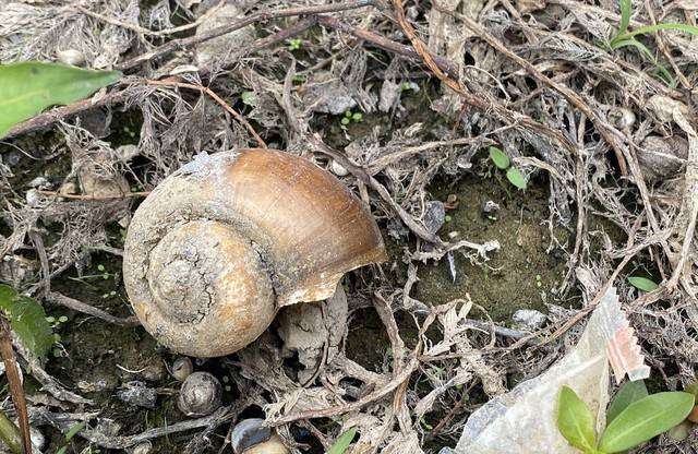 入侵中国40年的福寿螺,栽在印度大鸟嘴下,为何我国不能引进?