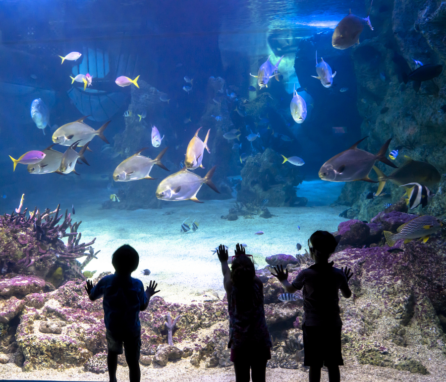 探索海洋的秘密 上海海洋水族馆旅游全攻略