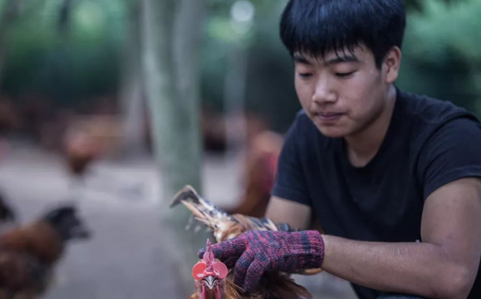 美國小夥返鄉創業,玩出了獨特的養雞模式,他的盈利模式值得借鑑