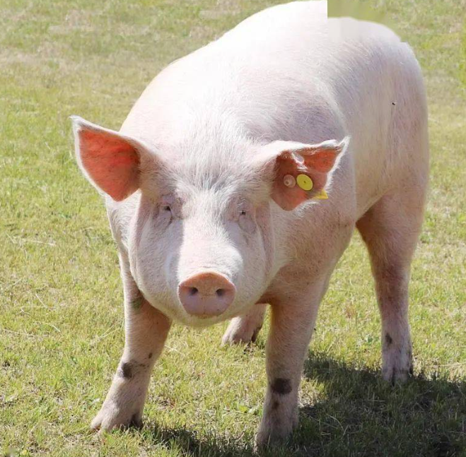 农村如何养猪的攻略:零基础养猪,这些科学技巧必备!
