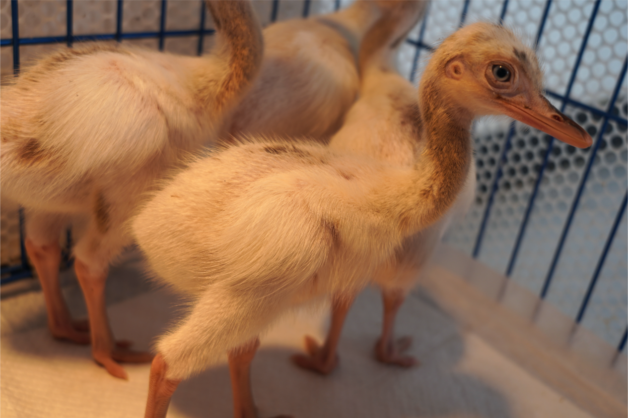 徐州九顶山野生动物园喜迎新成员,白化小浣熊后白化美洲鸵鸟诞生