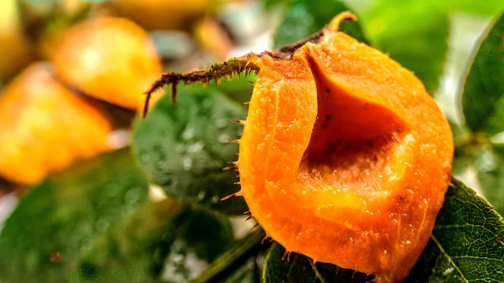 食品超高压技术处理刺梨汁有什么优势?