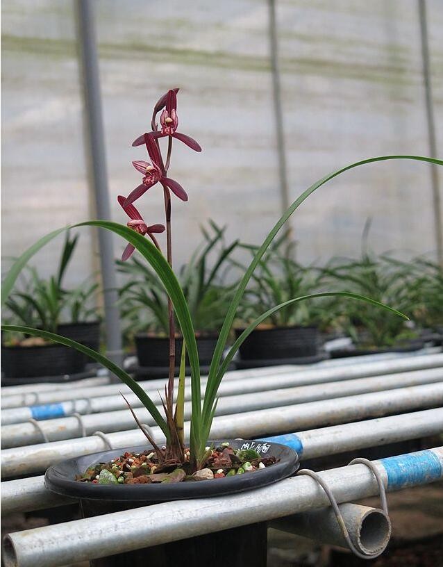 它是建兰"顶级红素,花期长,花姿优美,一起欣赏一下