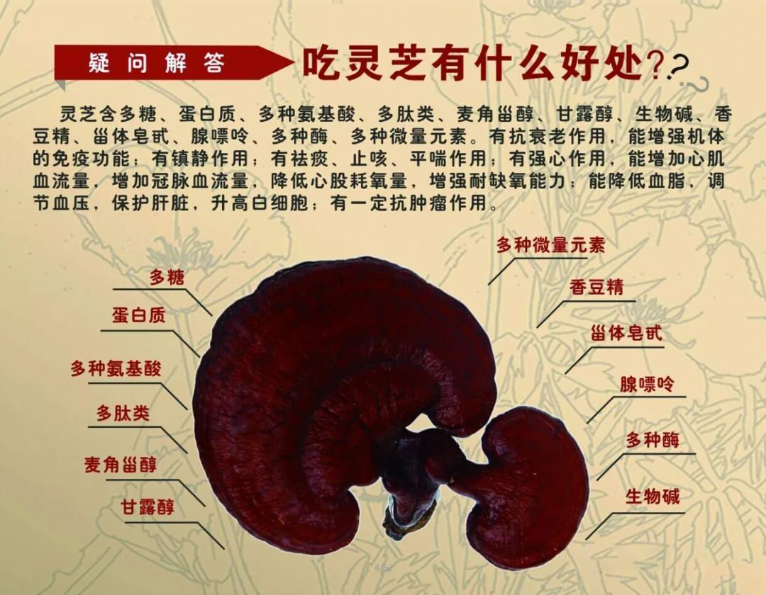 灵芝孢子粉哪个牌子最正宗