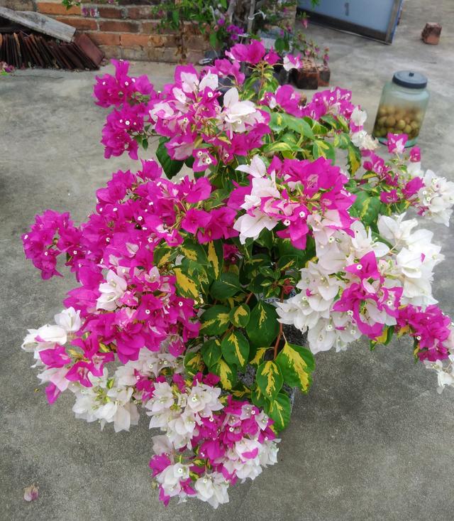 三角梅界的"贵族"—金心双色,花叶共赏,放在家中有格调