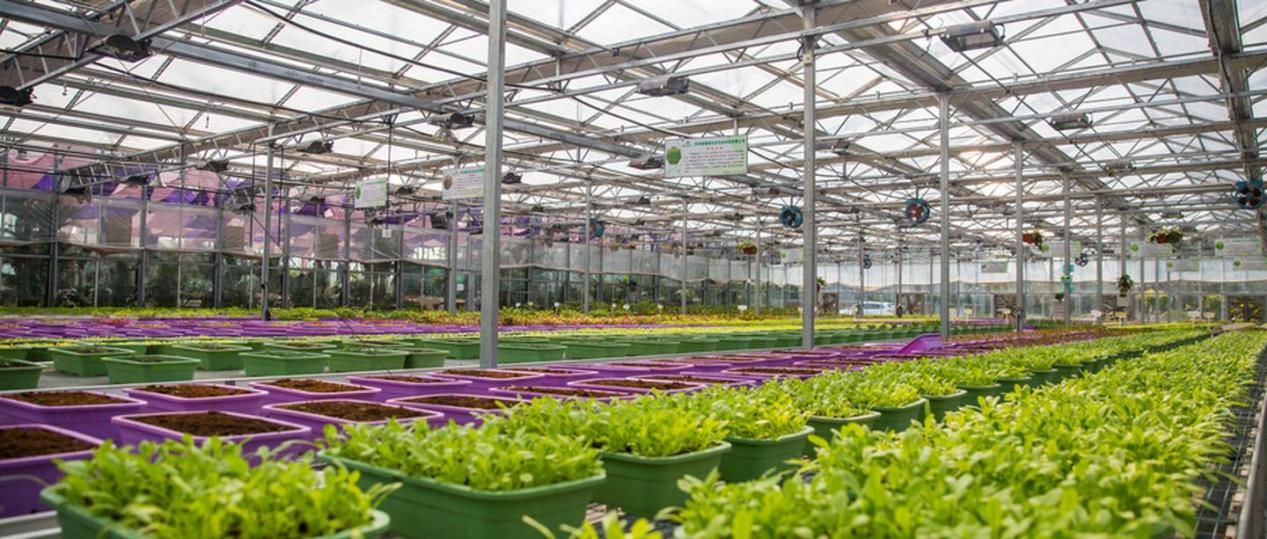 荷兰智慧温室大棚智慧系统,发展设施园艺,出产优质农作物