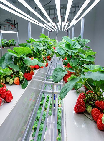 集装箱农业种植,通电通水就可用,蔬菜生长不受天气影响