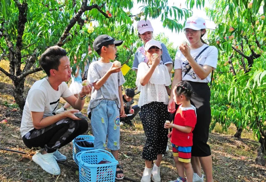 甜蜜来袭!广州花都千亩桃园桃子熟了