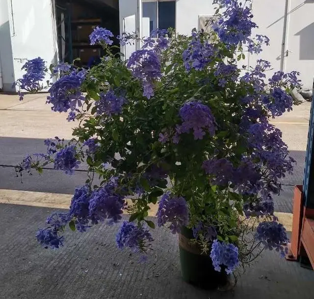 养蓝雪花,做好"3点",来年开花更多,花团锦簇如灿烂花海