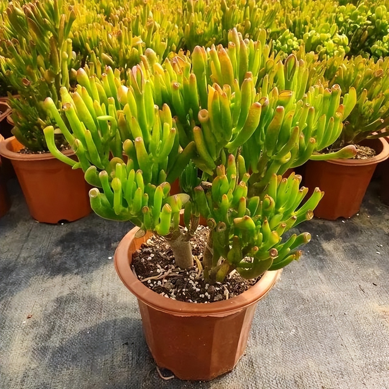 如何把吸财树养出"美感"?要先学会"剪",其次才是"养"