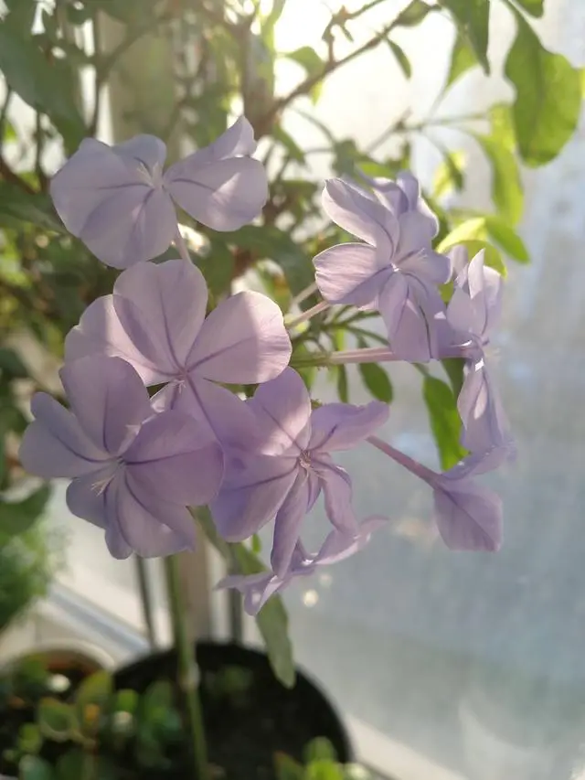 养蓝雪花,做好"3点",来年开花更多,花团锦簇如灿烂花海