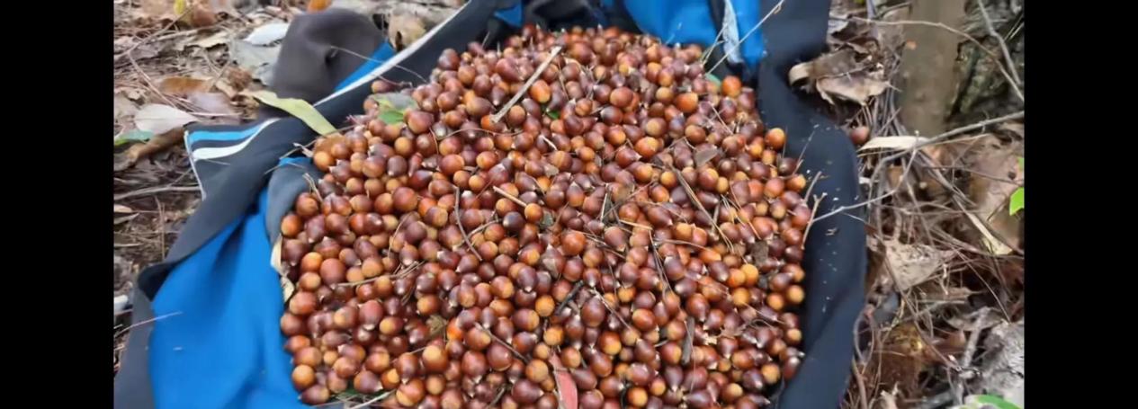 湘西冬宝,最有特征的发财门路,真是黑天了