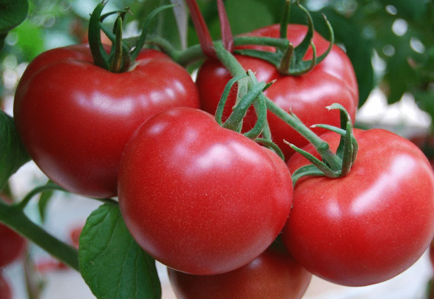 低卡蔬菜推荐,健康生活从此开始!