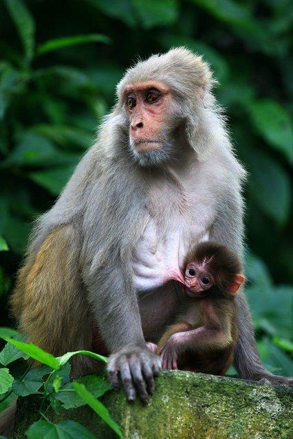 猴奶的营养接近人奶,为什么人类却不喝猴奶呢?