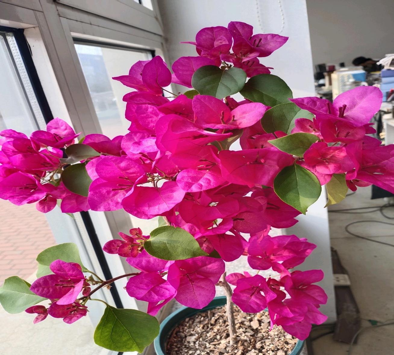 适合北方养的三角梅—绿叶玫红,颜值高,花期长,关键养护简单