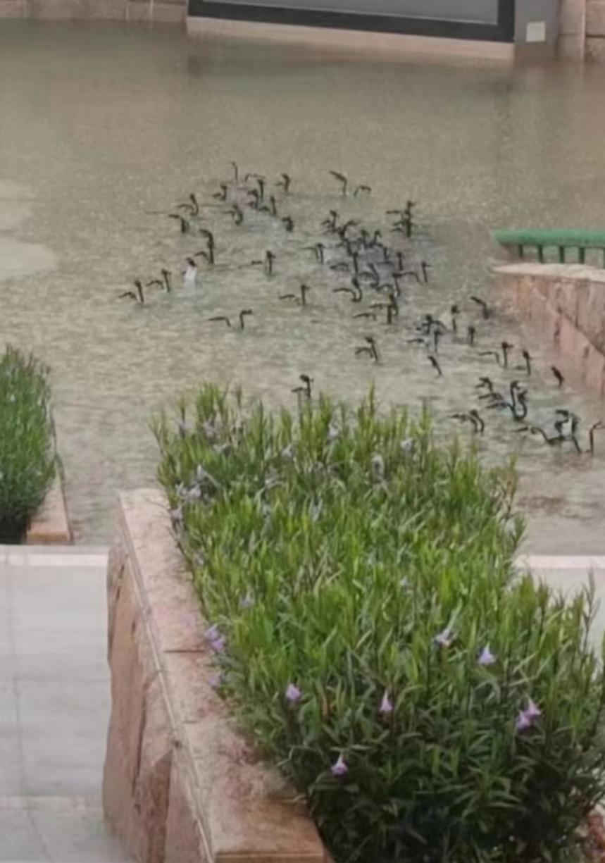 起猛了,看见一群"眼镜蛇"在地铁口等地铁?