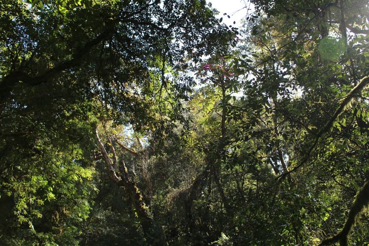 雲南騰衝大樹杜鵑再次被發現的曲折經歷,何人透露了她的具體位置