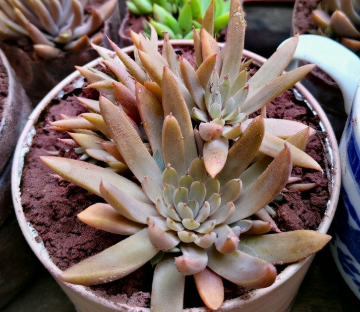 农村有3种"野多肉",爱"下崽",随便挖回家1棵,省钱养眼