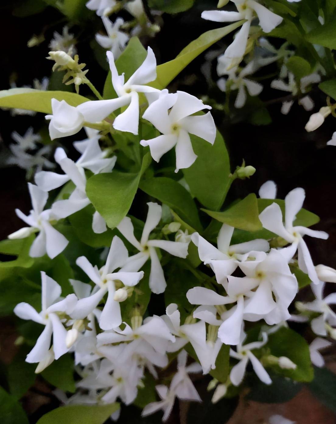 风车茉莉花量惊人,一棵就有上千朵,四季常开,想要花墙就选它