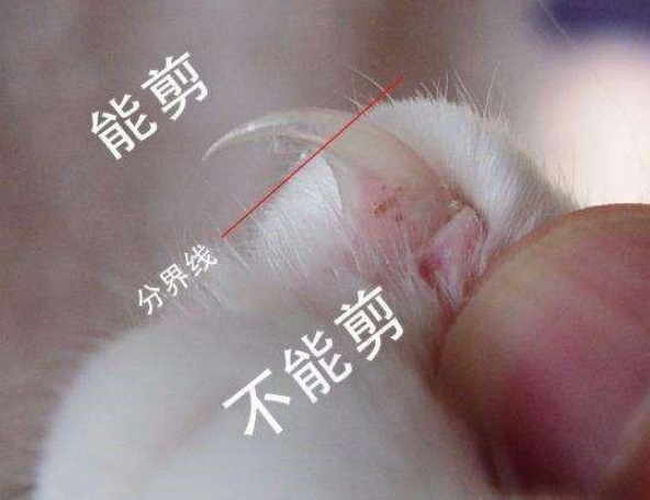 猫爪血线图图片