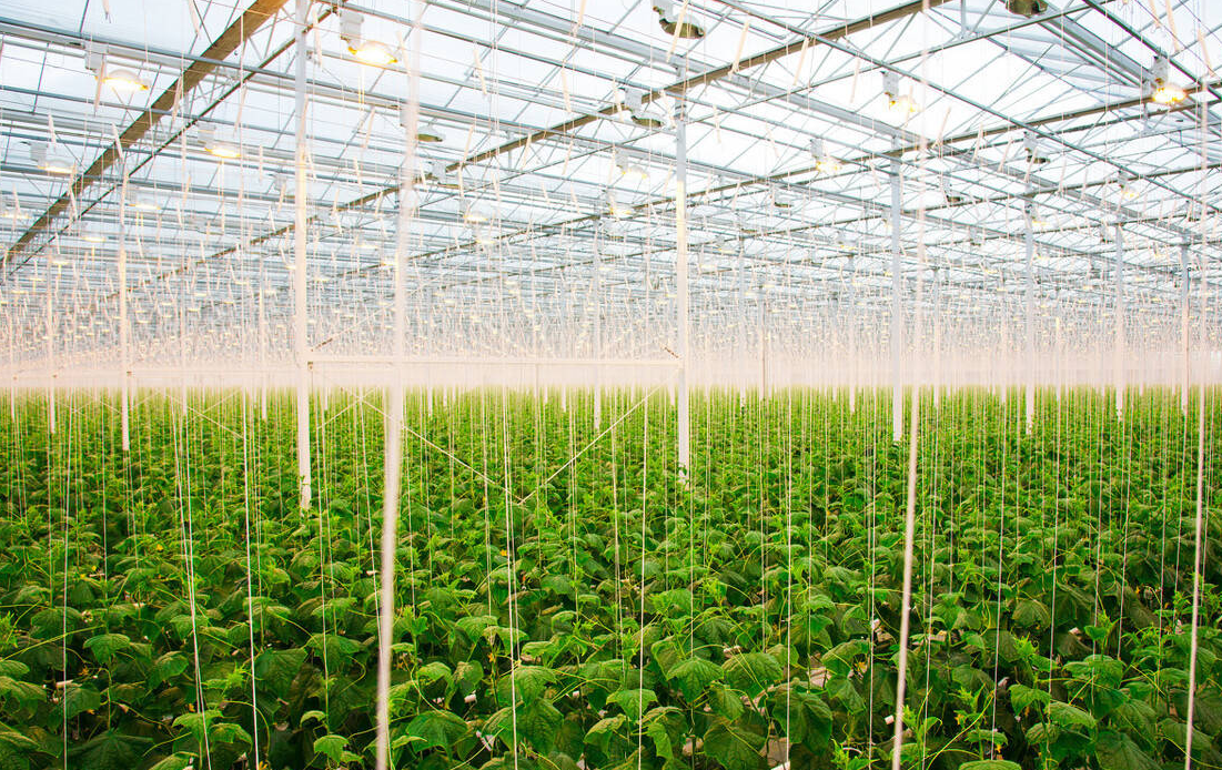 高品质农业大棚:实现农作物飞跃