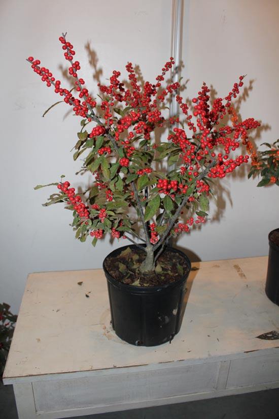 冬季家庭养花指南:北美冬青,最适合新年气氛的红色