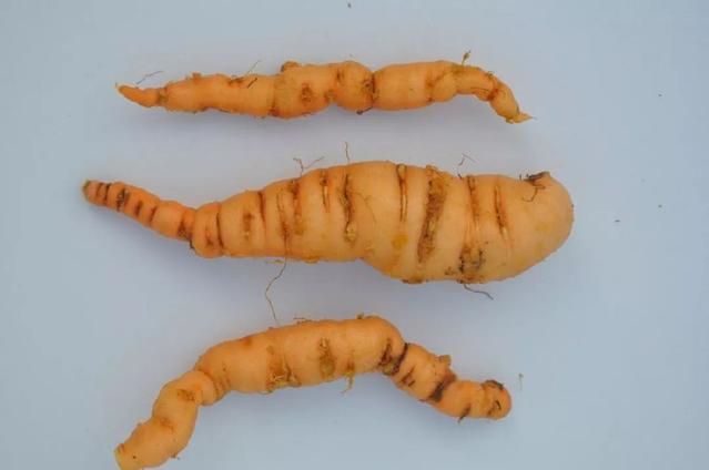 鲜地黄的吃法与做法有什么