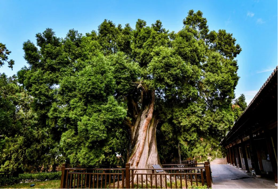 喜讯!中红旅中标白水县仓颉庙文化景区创建国家4a级景区项目