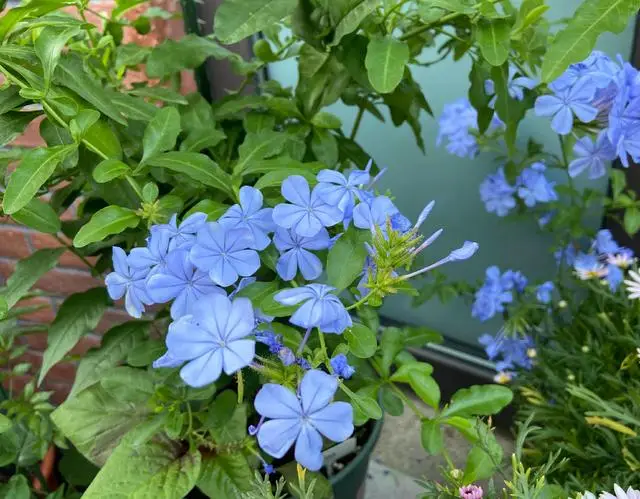 养蓝雪花,做好"3点",来年开花更多,花团锦簇如灿烂花海