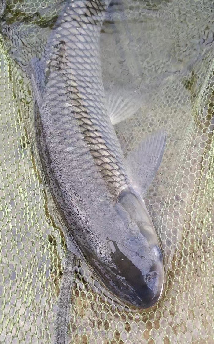 钓草鱼连竿爆护纯属吹牛!看完这篇文章才知道,以前钓错了