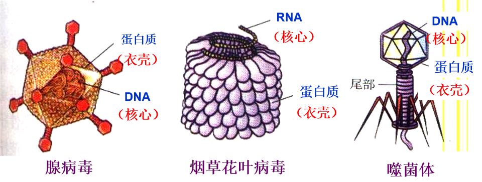 病毒结构示意图及功能图片