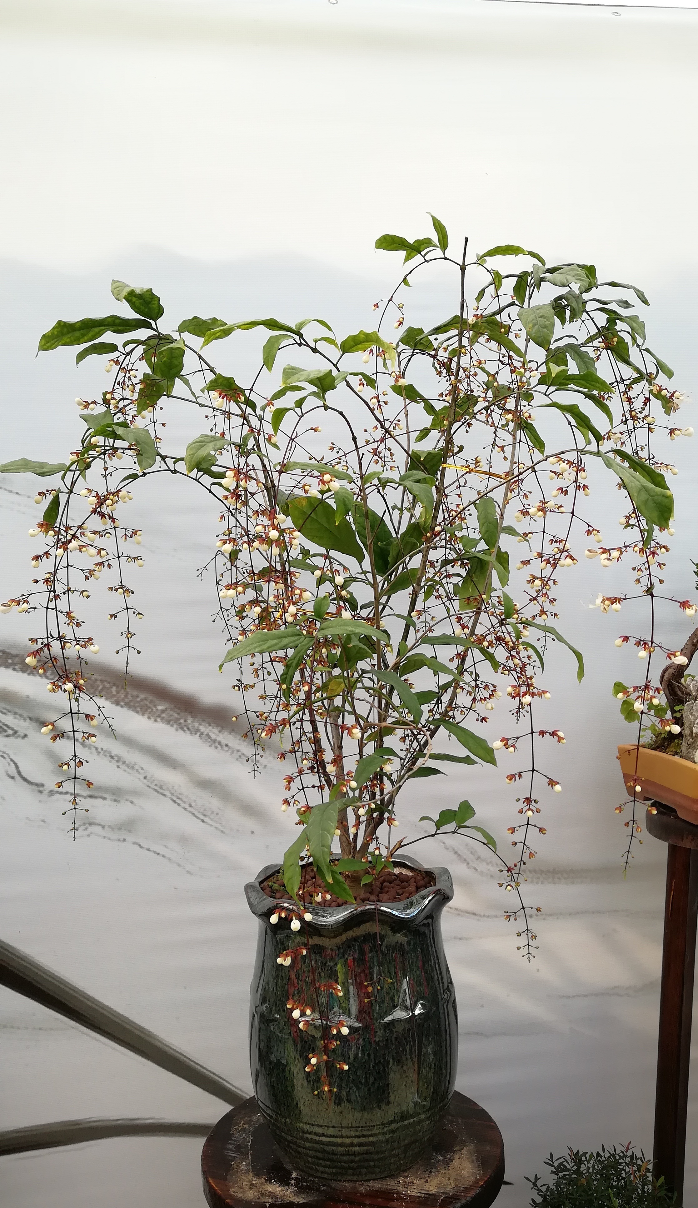 盆栽界新宠——垂丝茉莉,香气馥郁,值得居家养护