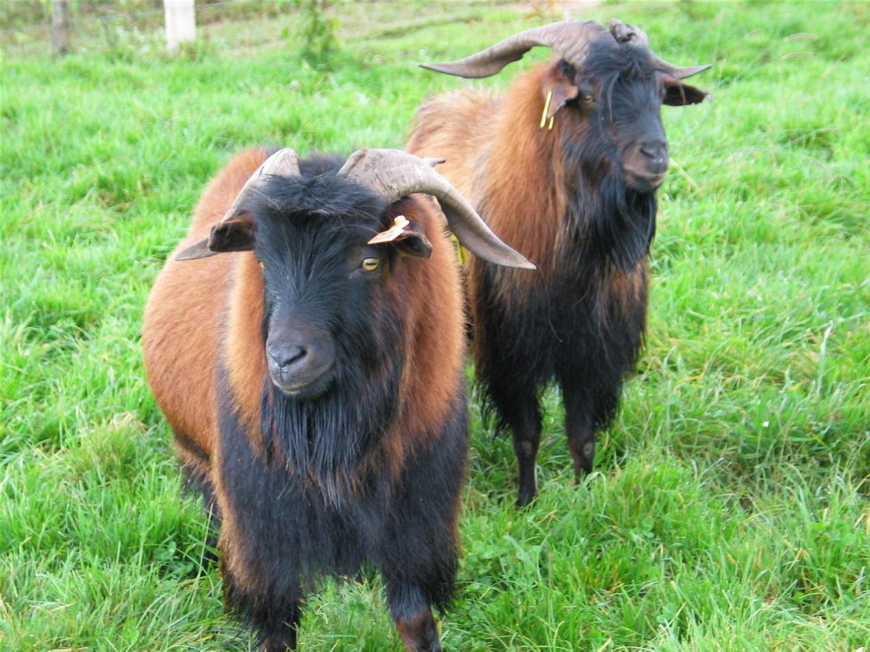 搞龙陵黄山羊吃第一口酒敬先烈,龙陵松山战役抗日战场遗址