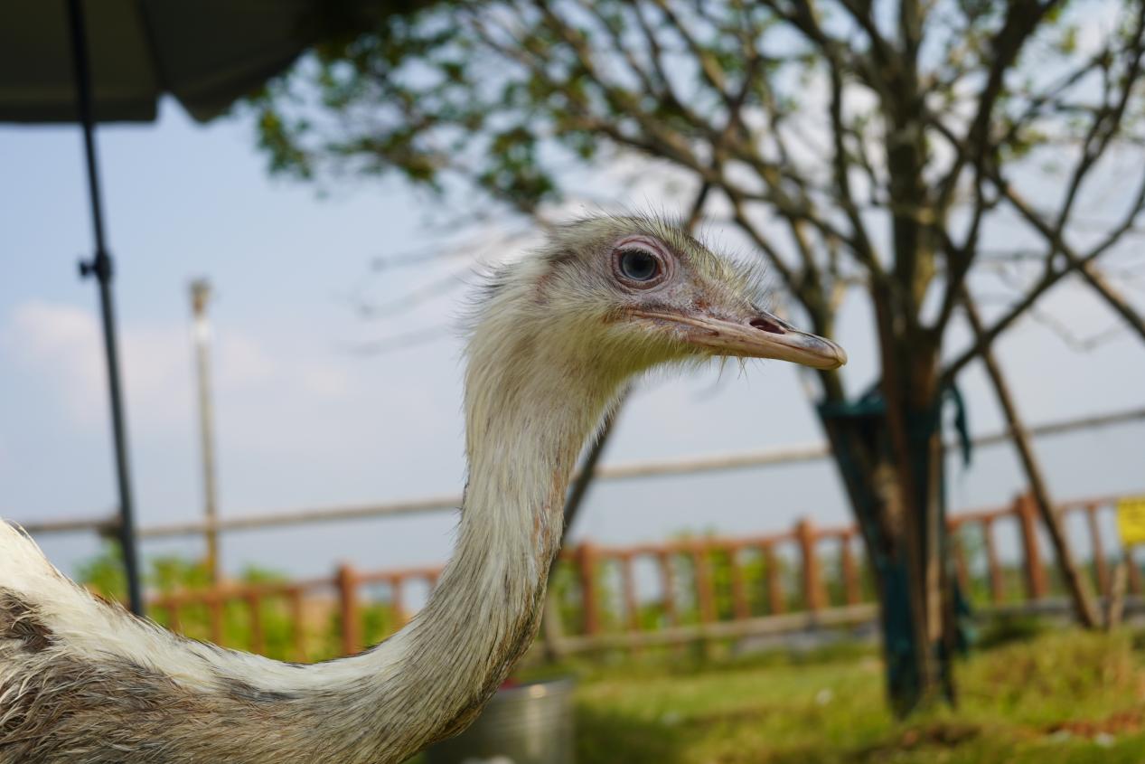 徐州九顶山野生动物园喜迎新成员,白化小浣熊后白化美洲鸵鸟诞生