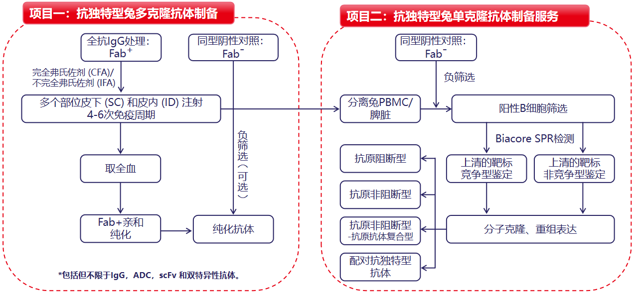 兔單b細胞-抗獨特型抗體開發服務