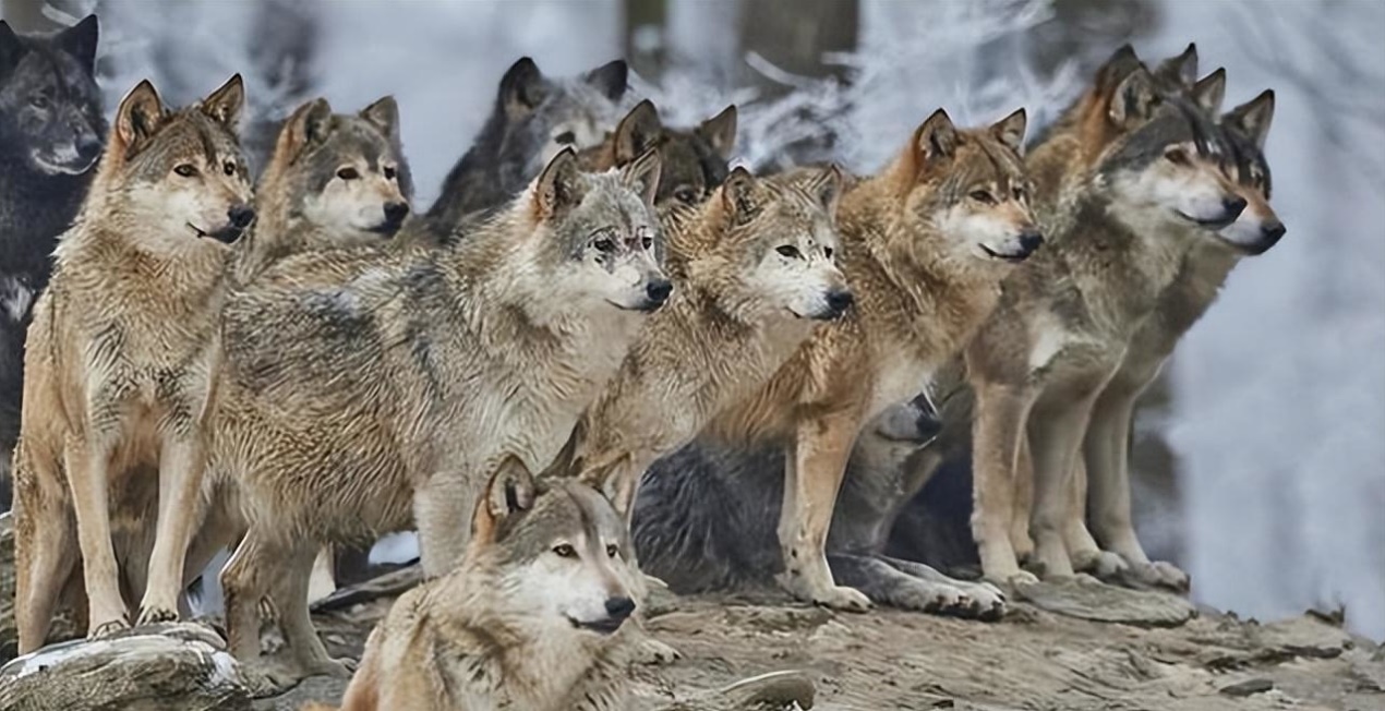 等级森严的狼群有多厉害?狼王的一声嚎叫,就能召集小狼合力捕猎