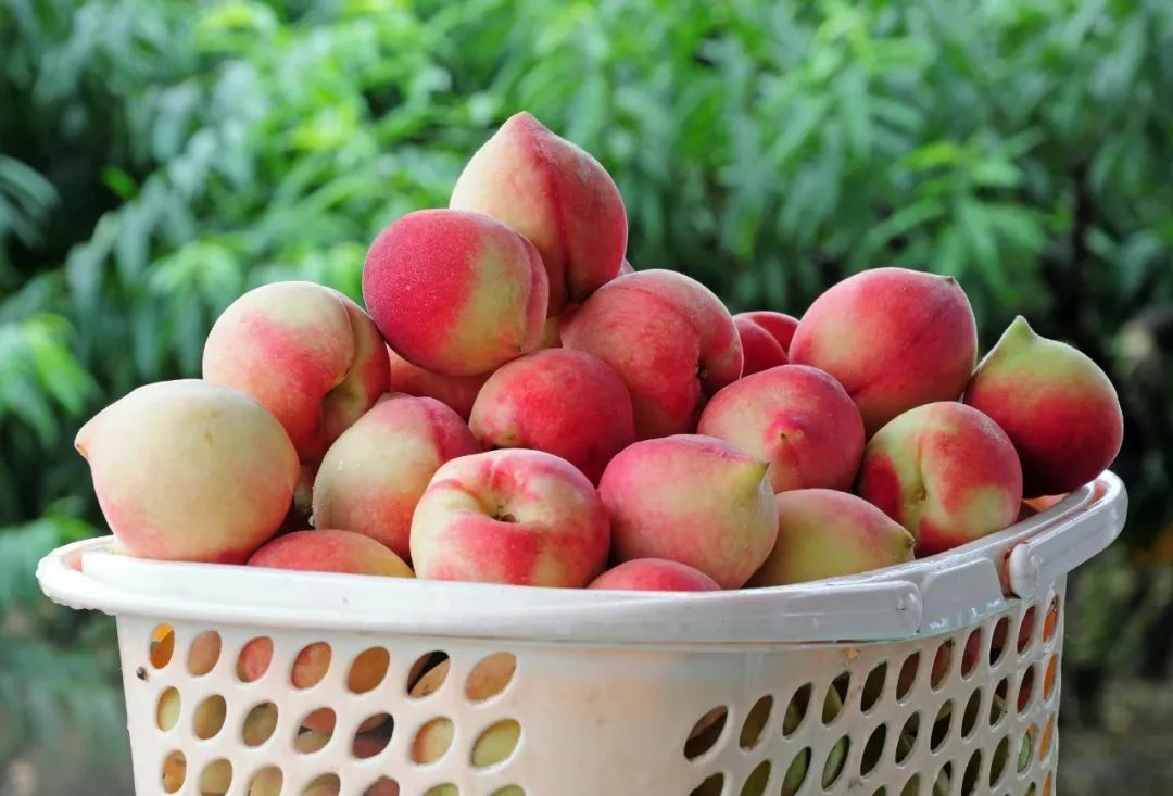 甜蜜来袭!广州花都千亩桃园桃子熟了