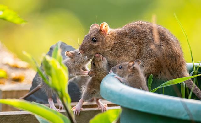 英国巨型老鼠"称王称霸",个头能长到半米,这种老鼠源于中国?